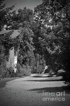 Jost Houk - Path of the trees Jost Houk - Path of the trees
