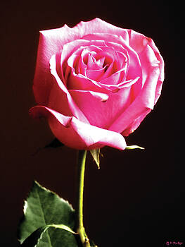 Celtic Artist Angela Dawn MacKay - Perfect Rose Celtic Artist Angela Dawn MacKay - Perfect Rose