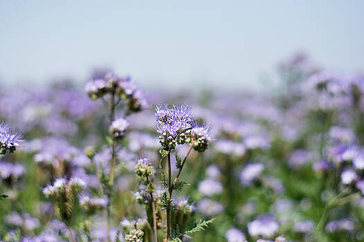 Newnow Photography By Vera Cepic - Phacelia closeup flower in field Newnow Photography By Vera Cepic - Phacelia closeup flower in field