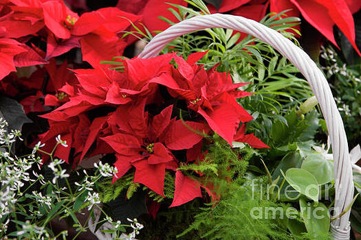 Jill Lang - Poinsettia Basket Jill Lang - Poinsettia Basket