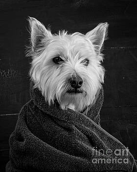 Edward Fielding - Portrait of a Westie Dog 8x10 ratio Edward Fielding - Portrait of a Westie Dog 8x10 ratio
