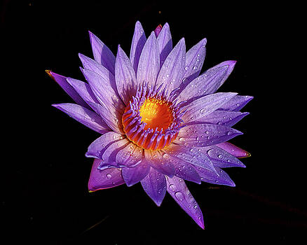 Wes and Dotty Weber - Purely Purple Wes and Dotty Weber - Purely Purple