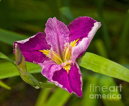 Julia Rigler - Purple Iris Julia Rigler - Purple Iris
