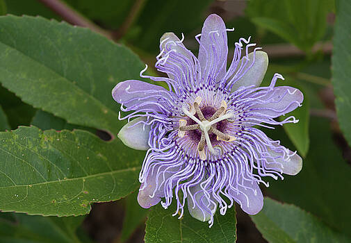 Paul Rebmann - Purple Passionflower #2 Paul Rebmann - Purple Passionflower #2