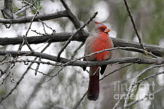 Teresa Zieba - Pyrrhuloxia The Desert Cardinal Teresa Zieba - Pyrrhuloxia The Desert Cardinal