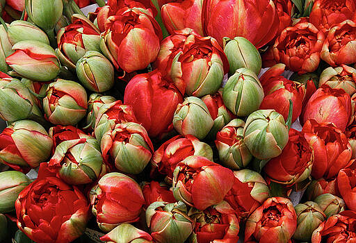 Michalakis Ppalis - Red elegant blooming tulips Michalakis Ppalis - Red elegant blooming tulips