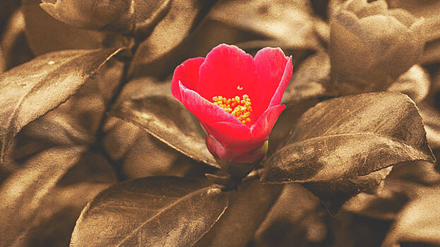 Jacek Wojnarowski - Red flower on Sepia background Jacek Wojnarowski - Red flower on Sepia background