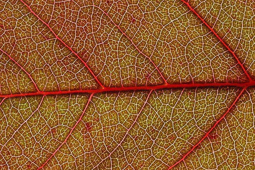 Frank Tschakert - Red Leaf Macro Frank Tschakert - Red Leaf Macro