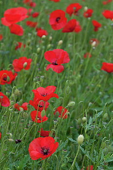 Michalakis Ppalis - Red poppie anemone field Michalakis Ppalis - Red poppie anemone field