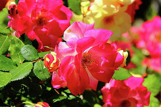 Allen Nice-Webb - Rose Medley Allen Nice-Webb - Rose Medley