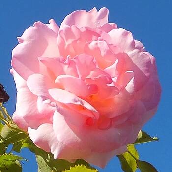 Marc Philippe Joly - rose rose Marc Philippe Joly - rose rose