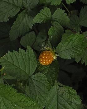 Charles Lucas - Salmon Berry in the Forest Charles Lucas - Salmon Berry in the Forest