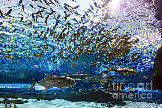 Jill Lang - School of Fish Jill Lang - School of Fish