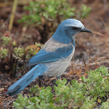 Paul Rebmann - Scrub Jay Framed in Green Paul Rebmann - Scrub Jay Framed in Green
