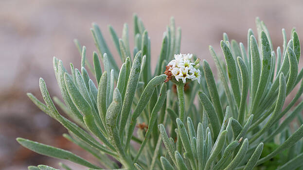 Paul Rebmann - Sea Rosemary Paul Rebmann - Sea Rosemary