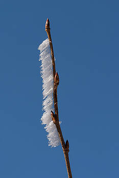 Paul Rebmann - Secund Ice Twig Paul Rebmann - Secund Ice Twig