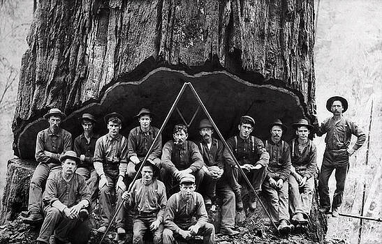 Daniel Hagerman - SEQUOIA LUMBERJACK PORTRAIT 1906 Daniel Hagerman - SEQUOIA LUMBERJACK PORTRAIT 1906