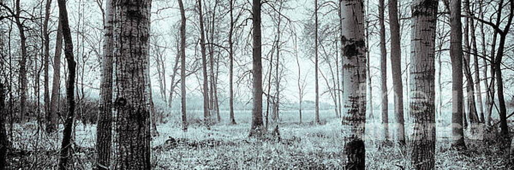 RicharD Murphy - Series Silent Woods 2 RicharD Murphy - Series Silent Woods 2