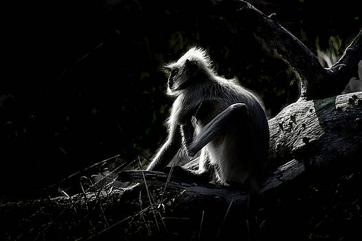 Pravine Chester - Silhouette of a monkey Pravine Chester - Silhouette of a monkey