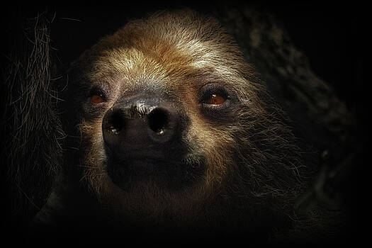 Sylvia J Zarco - Sloth Slow And Sweet Sylvia J Zarco - Sloth Slow And Sweet