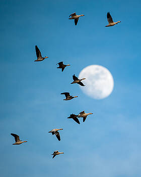 Jeff Phillippi - Snows Over Full Moon Jeff Phillippi - Snows Over Full Moon