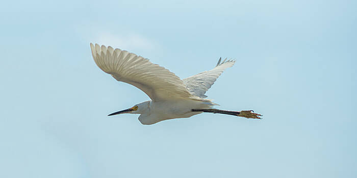 Chris Bordeleau - Snowy Egret Chris Bordeleau - Snowy Egret