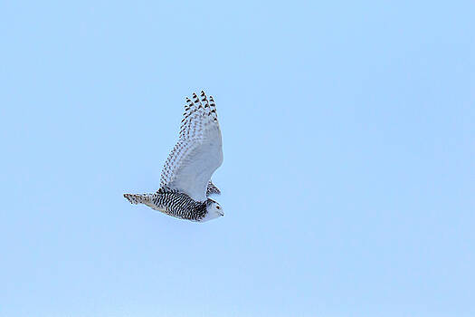 Gary Hall - Snowy Owl in Flight 6 Gary Hall - Snowy Owl in Flight 6