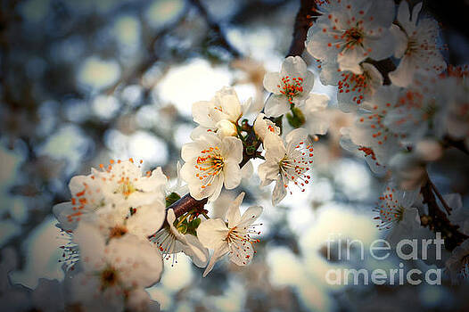 Dimitar Hristov - Spring blossom Dimitar Hristov - Spring blossom