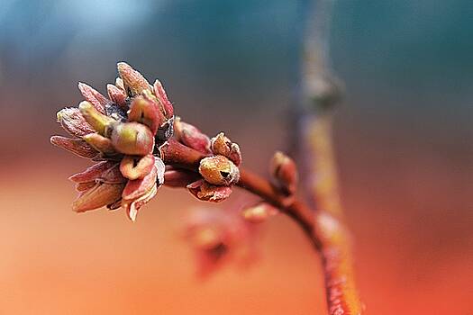 Scott Hovind - Spring Dawning 2 Scott Hovind - Spring Dawning 2
