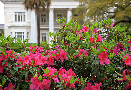 Jill Lang - Spring in Charleston Jill Lang - Spring in Charleston