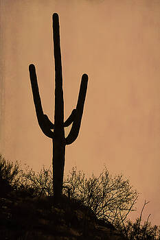 Andrew Wilson - Saguaro At Dawn Andrew Wilson - Saguaro At Dawn