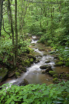 Jill Lang - Summer Creek Jill Lang - Summer Creek