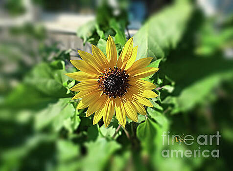 Felipe Adan Lerma - Sunflower Smile Felipe Adan Lerma - Sunflower Smile