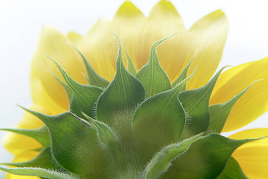 Janet Fikar - sunflower2 Janet Fikar - sunflower2