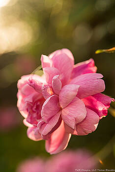 Teresa Blanton - Sunset Rose Teresa Blanton - Sunset Rose