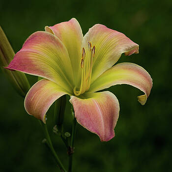 James Woody - Texas Daylily James Woody - Texas Daylily