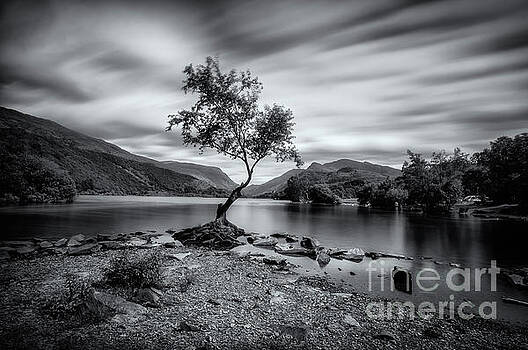Mariusz Talarek - The lonely tree at Llyn Padarn lake - Part 2 Mariusz Talarek - The lonely tree at Llyn Padarn lake - Part 2