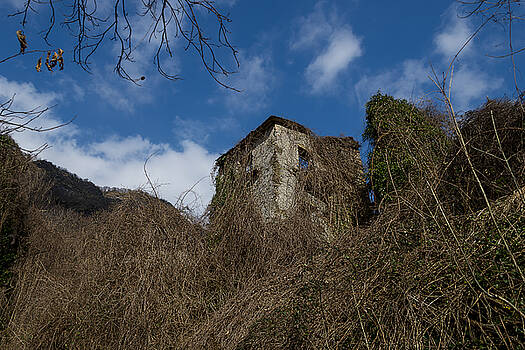 Enrico Pelos - THE OLD TREES OF THE FOREST ENVELOPING THE HOUSE Enrico Pelos - THE OLD TREES OF THE FOREST ENVELOPING THE HOUSE