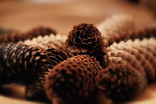 Jeremy Lavender Photography - The Pine Cones Jeremy Lavender Photography - The Pine Cones