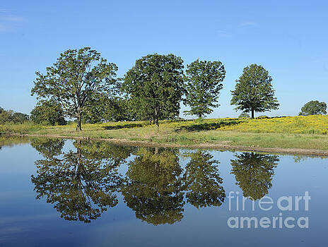 Billy Moore - There Trees Reflections Billy Moore - There Trees Reflections