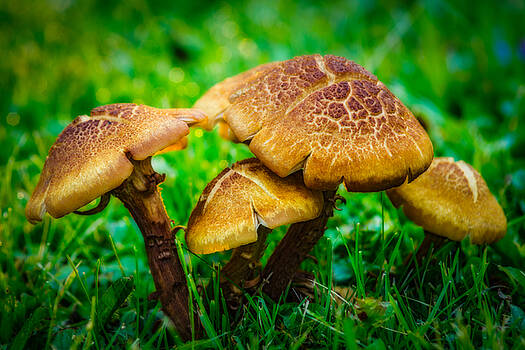 Chris Bordeleau - Toadstools Chris Bordeleau - Toadstools