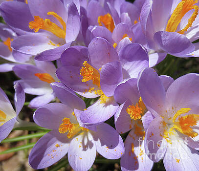 Dominique Fortier - Tout doux - Crocus Dominique Fortier - Tout doux - Crocus