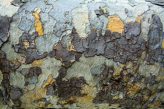 Robert VanDerWal - Tree Bark Pattern #5 Robert VanDerWal - Tree Bark Pattern #5
