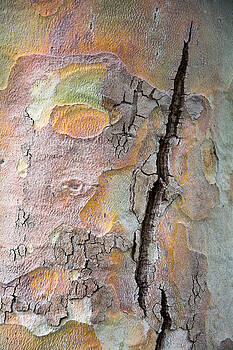 Robert VanDerWal - Tree Bark Pattern #9 Robert VanDerWal - Tree Bark Pattern #9
