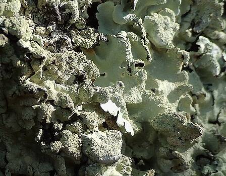 Wolfgang Schweizer - tree bark with lichen Wolfgang Schweizer - tree bark with lichen