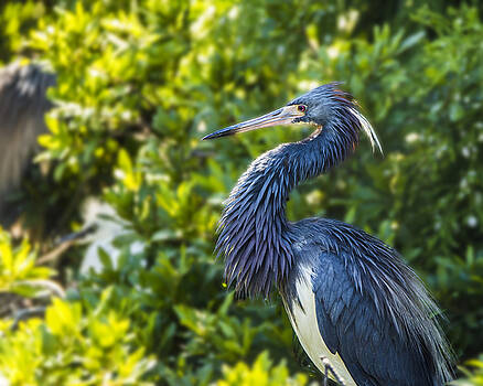 Paula Porterfield-Izzo - Tri-Colored Heron Plumage Paula Porterfield-Izzo - Tri-Colored Heron Plumage