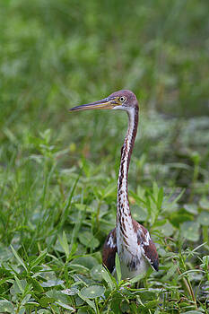 Paul Rebmann - Tricolored Heron in the Green Paul Rebmann - Tricolored Heron in the Green