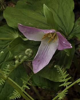 Charles Lucas - Trillium with Accents Charles Lucas - Trillium with Accents