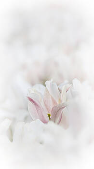 Wes and Dotty Weber - Tulip In A Sea Of White Wes and Dotty Weber - Tulip In A Sea Of White