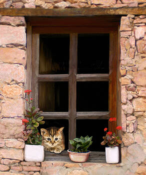 Bob Nolin - Tuscan Kitten in the Window Bob Nolin - Tuscan Kitten in the Window